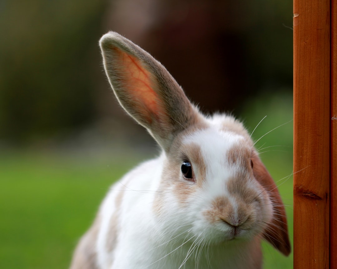 Top Easter Movies for Kids: Family-Friendly Films for the Holiday
